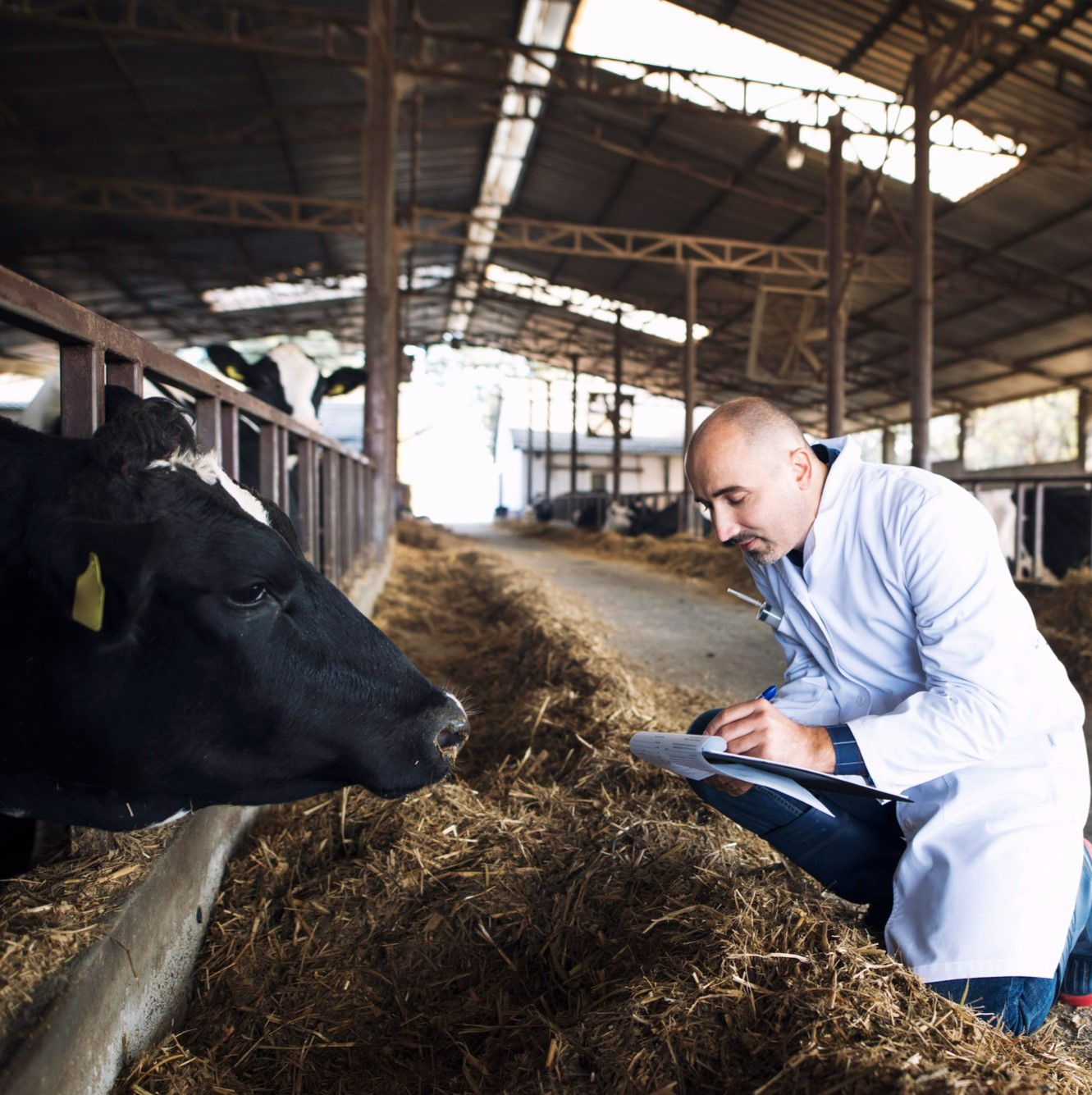 aamedico-veterinario-animales-granja-ganado-comprobando-salud-vacas