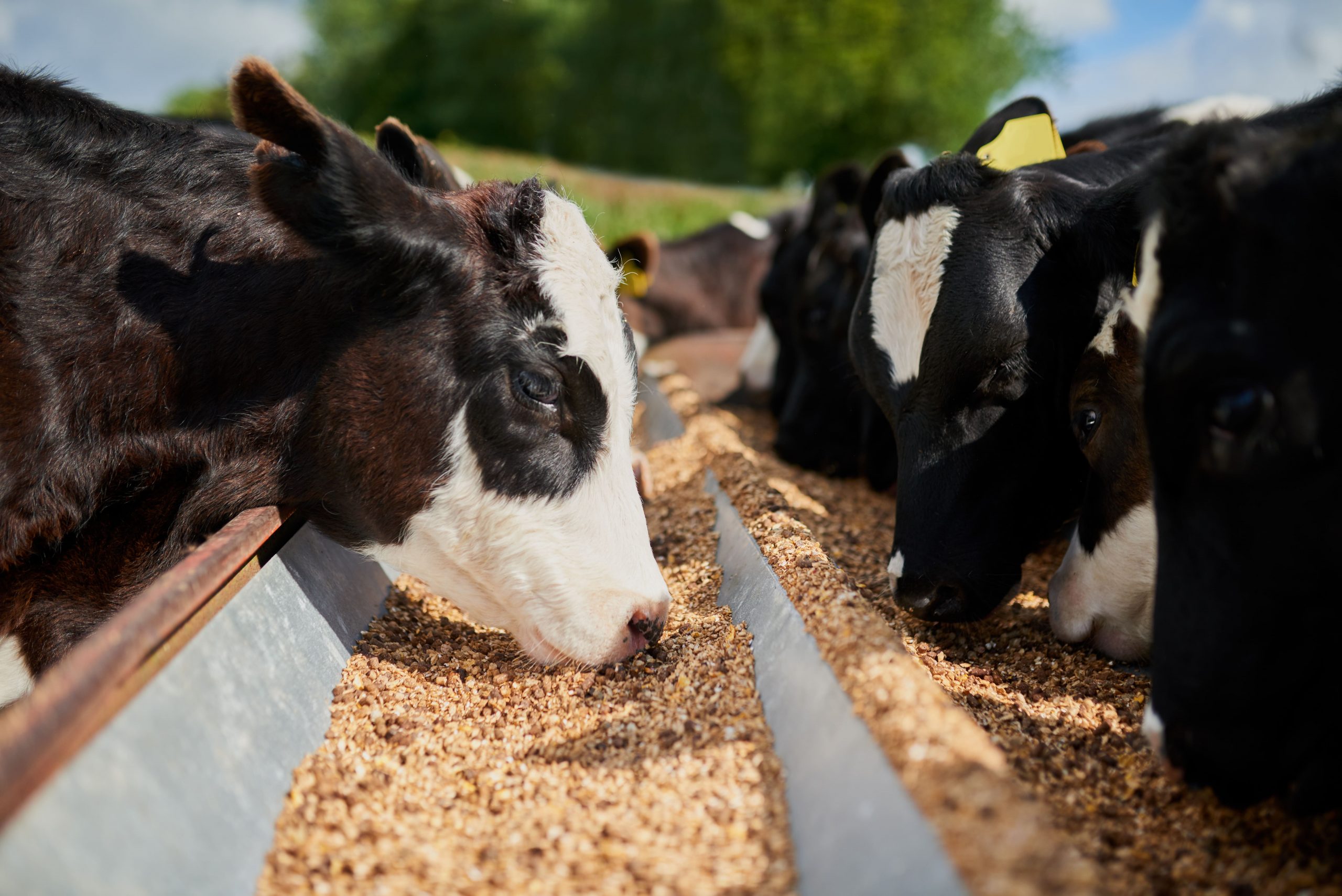 shot-of-a-herd-of-hungry-dairy-cows-eating-feed-to-2023-11-27-04-53-55-utc