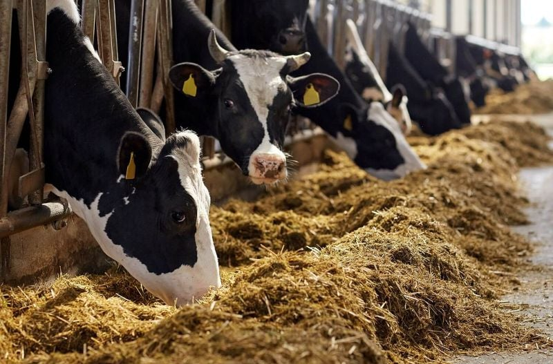 Nutrición Animal en Lleida: ¿Qué Características debe tener un Alimento Agropecuario?